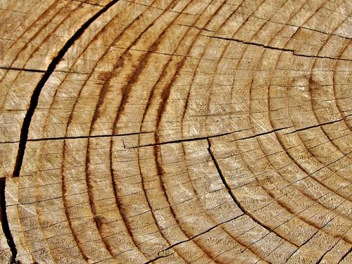 tree  annual rings  log