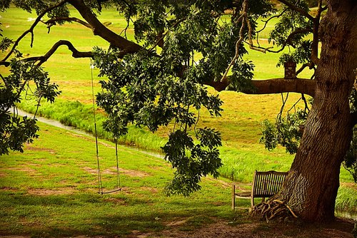 tree  bench  swing