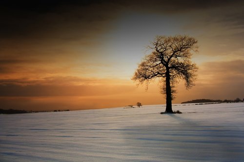 tree  nature  snow