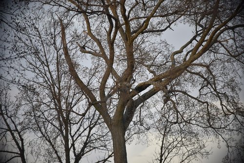 tree  nature  landscape