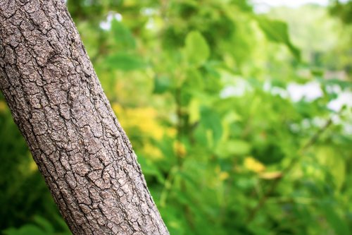 tree  forest  leaves