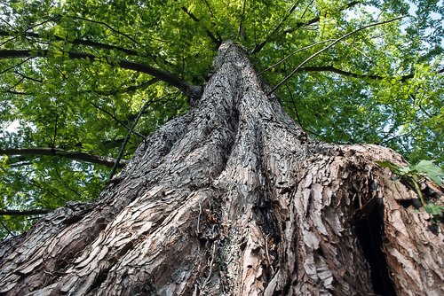 tree  nature  wood