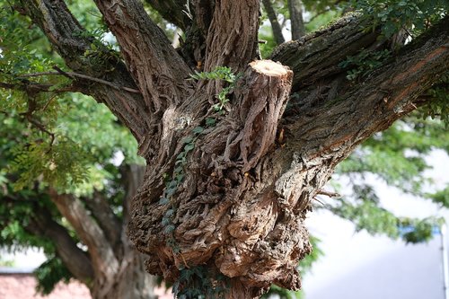 tree  bark  tribe