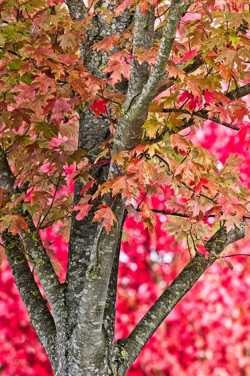 tree  maple  autumn