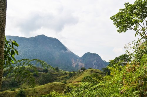 tree  field  mountain