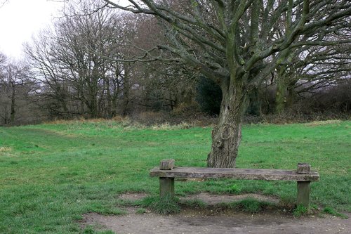 tree  bench  nature