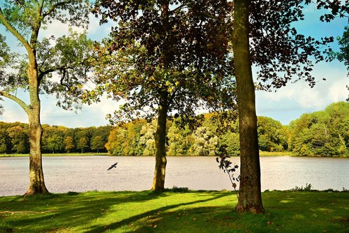 tree  lake  landscape