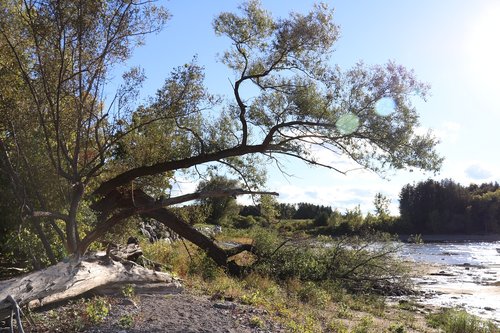 tree  lake  beach