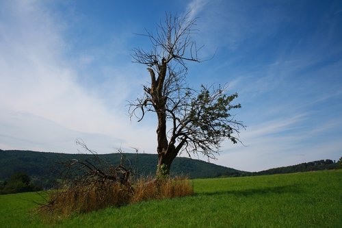 tree  meadow  grass