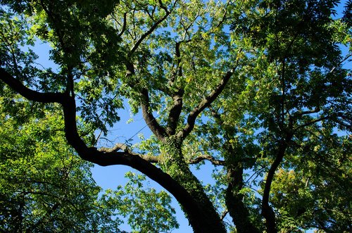 tree  green  nature