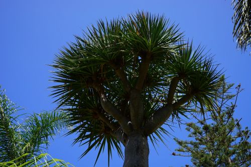 tree canary island dragon tree dracaena draco