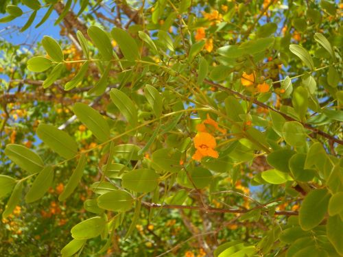 tree branches blossom