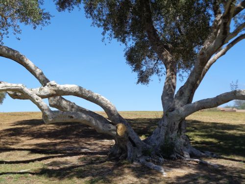 tree landscape scenic