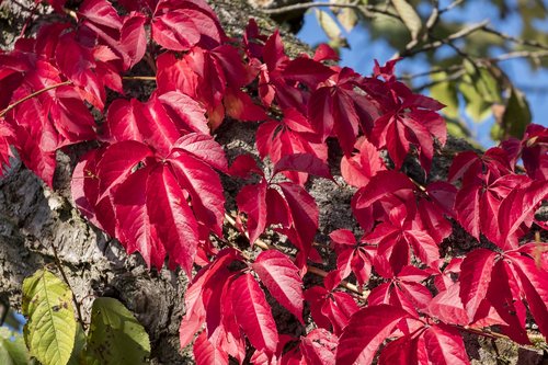 tree  leaves  branch