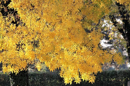 tree  yellow leaves  branches