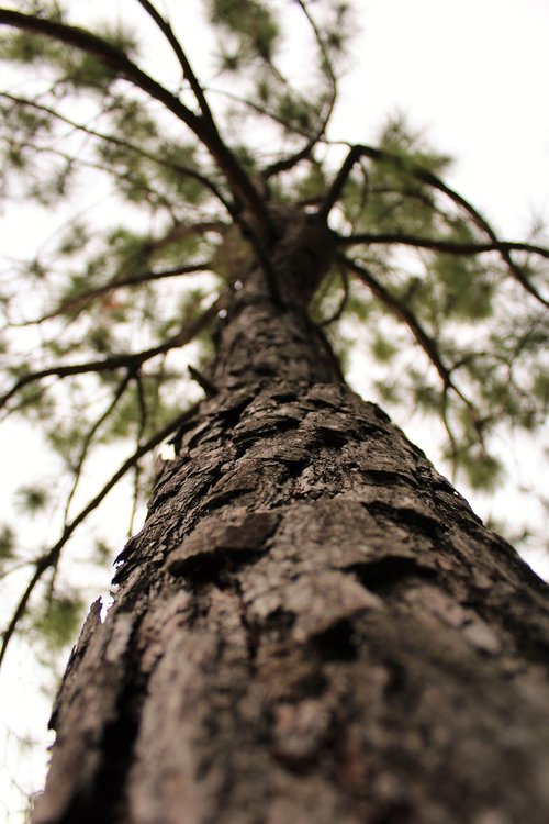 tree  wood  forest