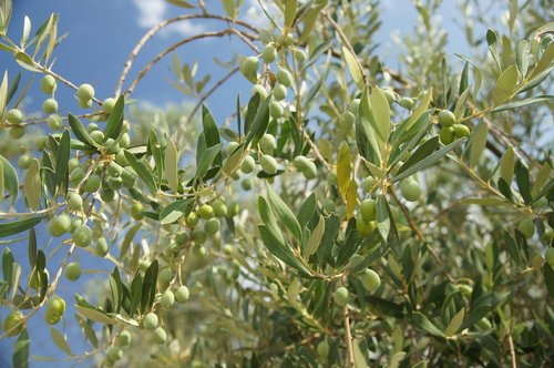tree  olive  the olives