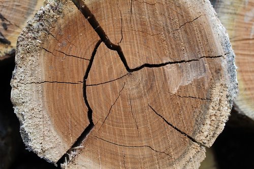 tree  log  wood