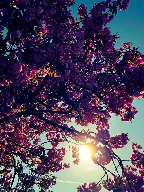 tree  leaves  flowers