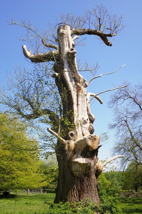 tree  face  tree spirit