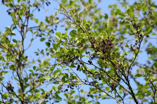 tree  alder cones  nature