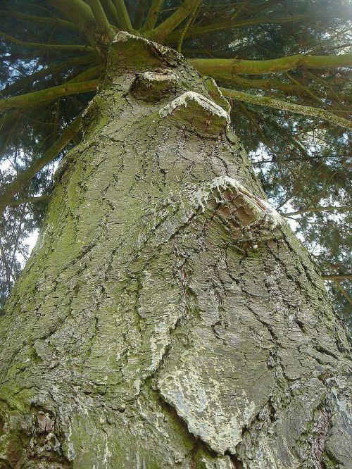 tree height wood