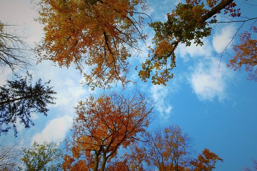 tree  sky  landscape