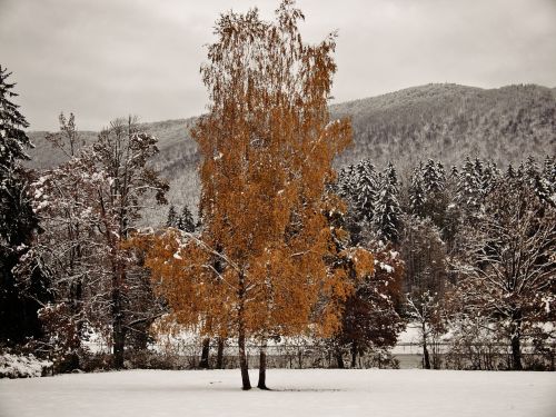 tree snow winter