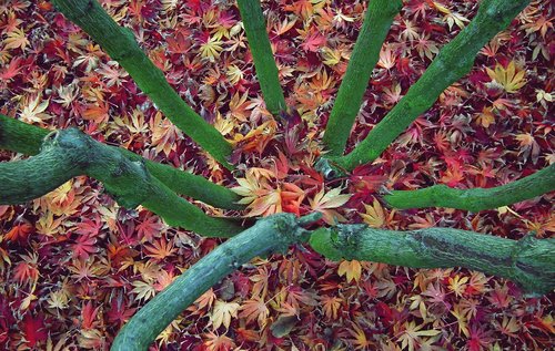 tree  clone  foliage