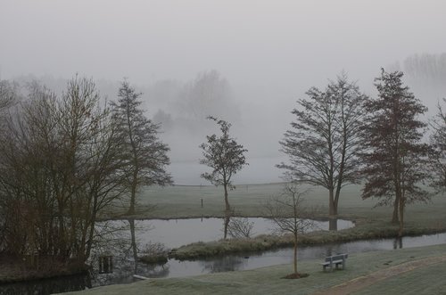tree  fog  landscape