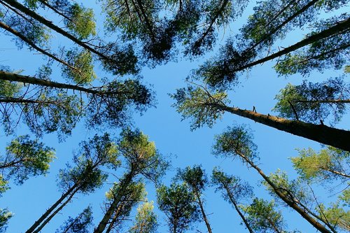 tree  forest  landscape