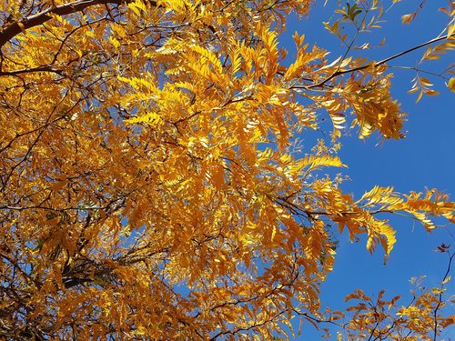tree  autumn  leaves