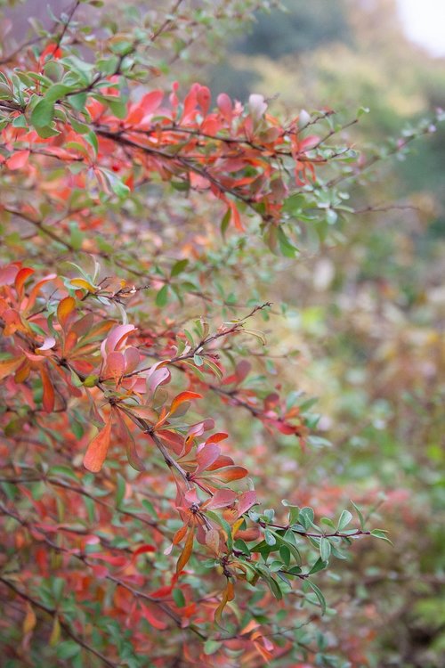 tree  red  fall