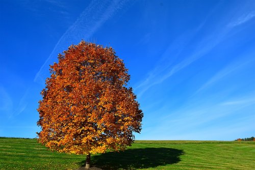 tree  autumn  orange