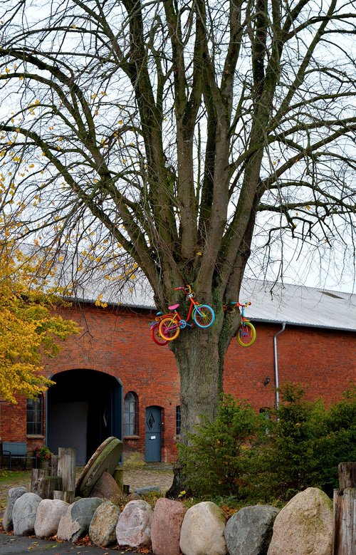 tree  bicycles  child's bike