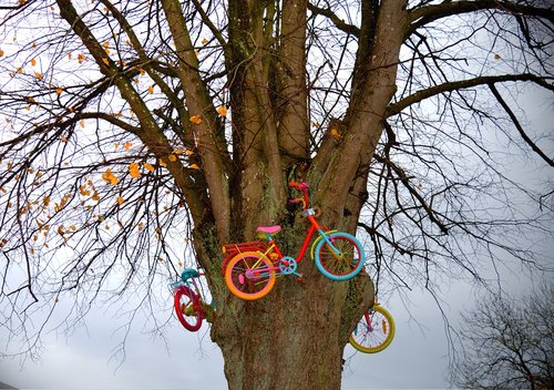 tree  bicycles  colorful