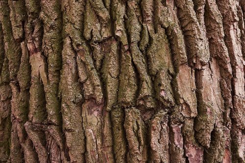 tree  bark  nature