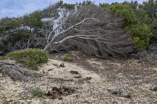 tree  landscape  coast