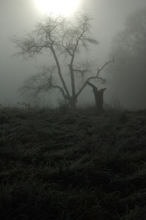 tree spooky nightmare