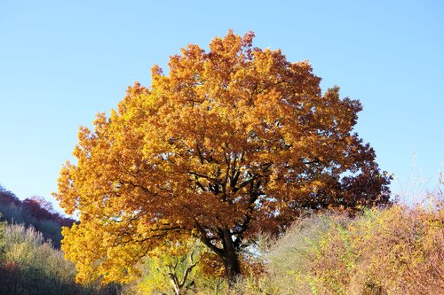 tree  autumn  nature