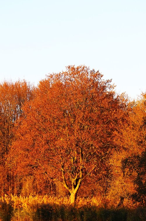 tree  warm  autumn