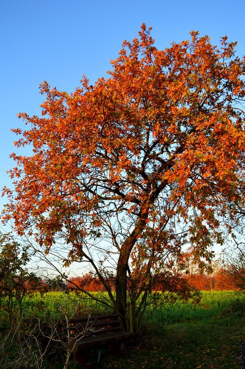 tree  autumn colours  bank