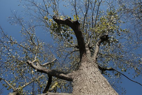 tree  autumn  nature