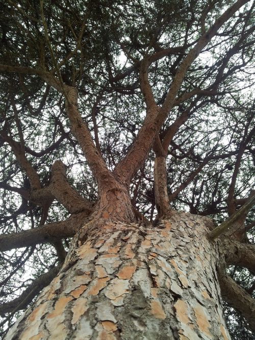 tree nature trunk