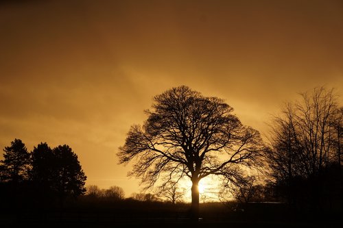 tree  silhouette  evening