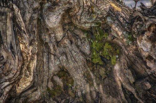 tree  trunk  wood