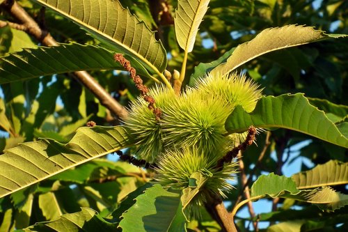 tree  castanea  fruit