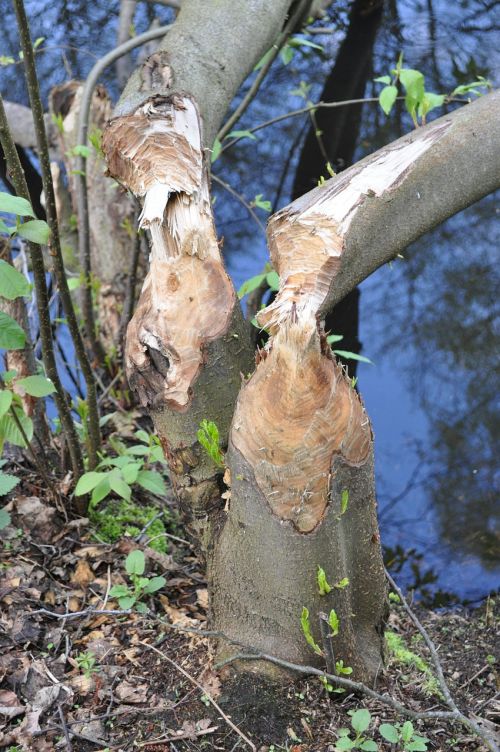 tree beaver water