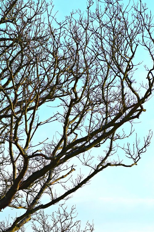 tree  sky  silhouette