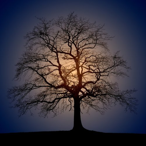 tree  silhouette  light